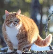 御兽:16岁,老登逆袭什么鬼